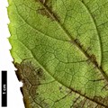 SpeciesSub: Bretschneideri Group